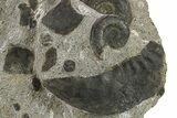 Plate of Devonian Ammonite & Cephalopod Fossils - Morocco #291024-1